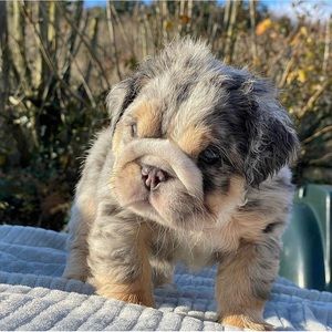 Meet your Posher, Barry